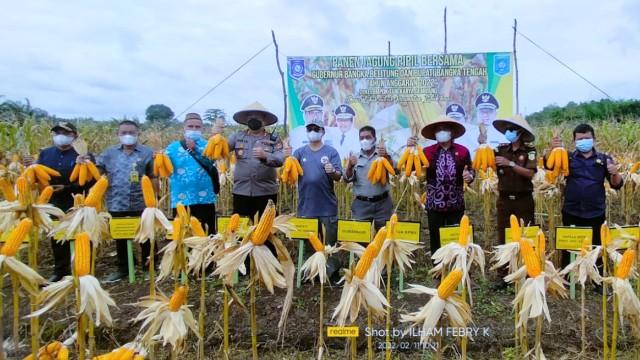 Bupati Bangka Tengah Algafry Rahman, Bersama Poktan Karya Gemilang Panen Jagung Pipil