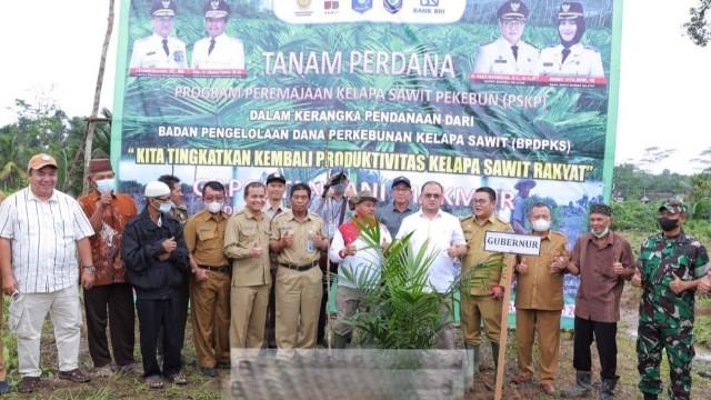 Dapat Bantuan 30 Juta /Hektar, Gubernur Erzaldi Ajak Petani Manfaatkan Program Peremajaan Sawit. (Doc : Diskominfo Bangka Belitung)