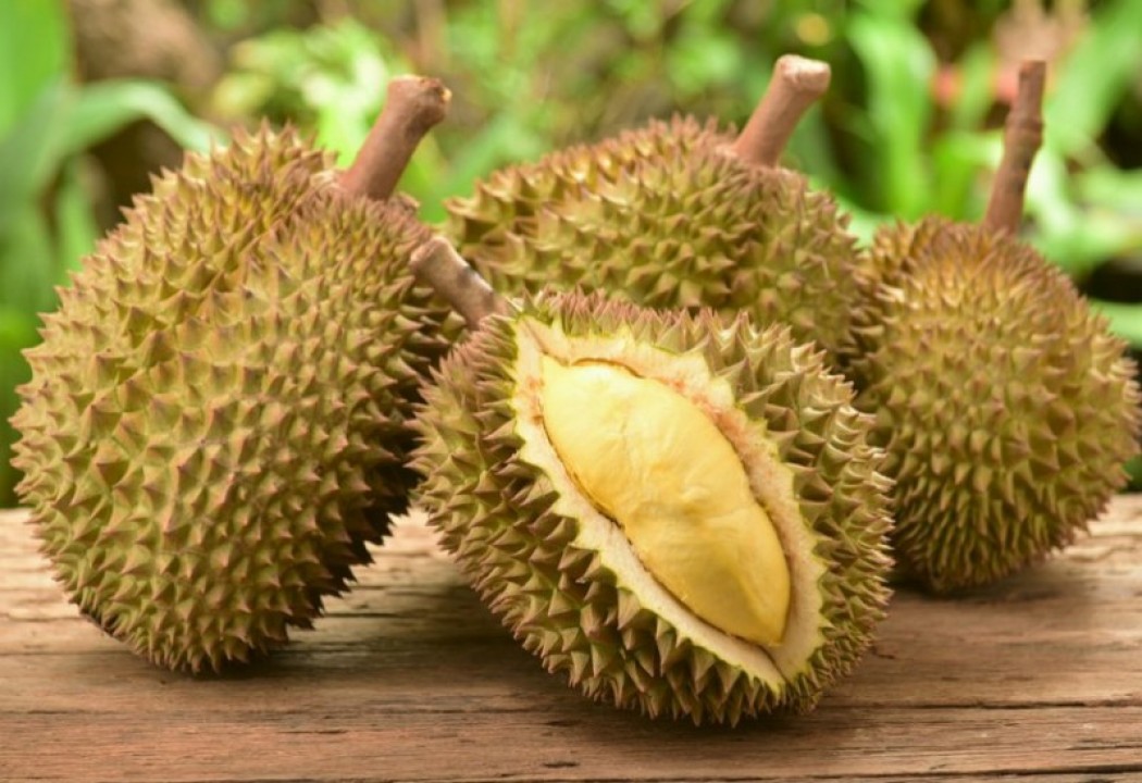 Ilustrasi durian Bhineka Bawor (Shutterstock)