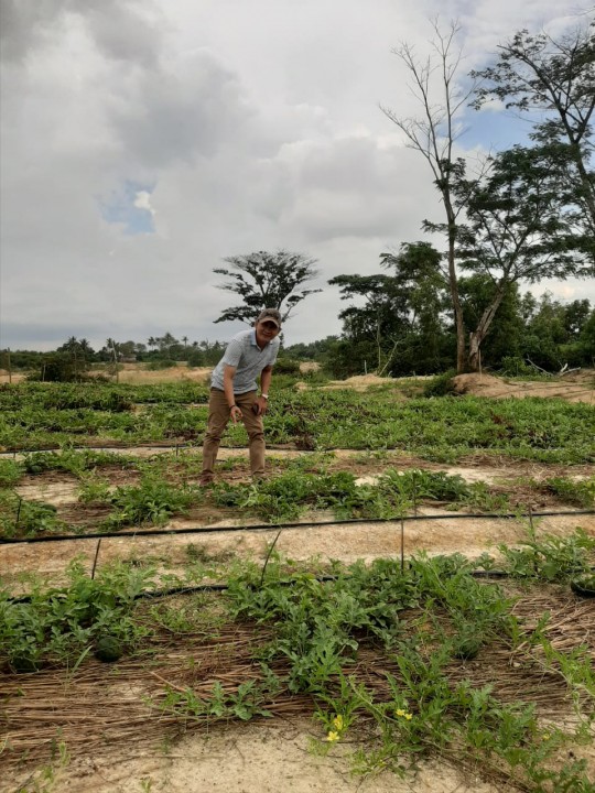 HPI) Provinsi Kep Bangka Belitung (Babel) 'menyulap' suatu kawasan lahan kritis ex tambang, jadi kebun semangka