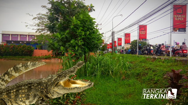 Kembali viral munculnya buaya di Sungai atau Kolong Kepuh, Kelurahan Semabung Lama, Kecamatan Bukit Intan, menjadi tontonan warga, Selasa (14/07/2020). Foto : doc Bang Kini