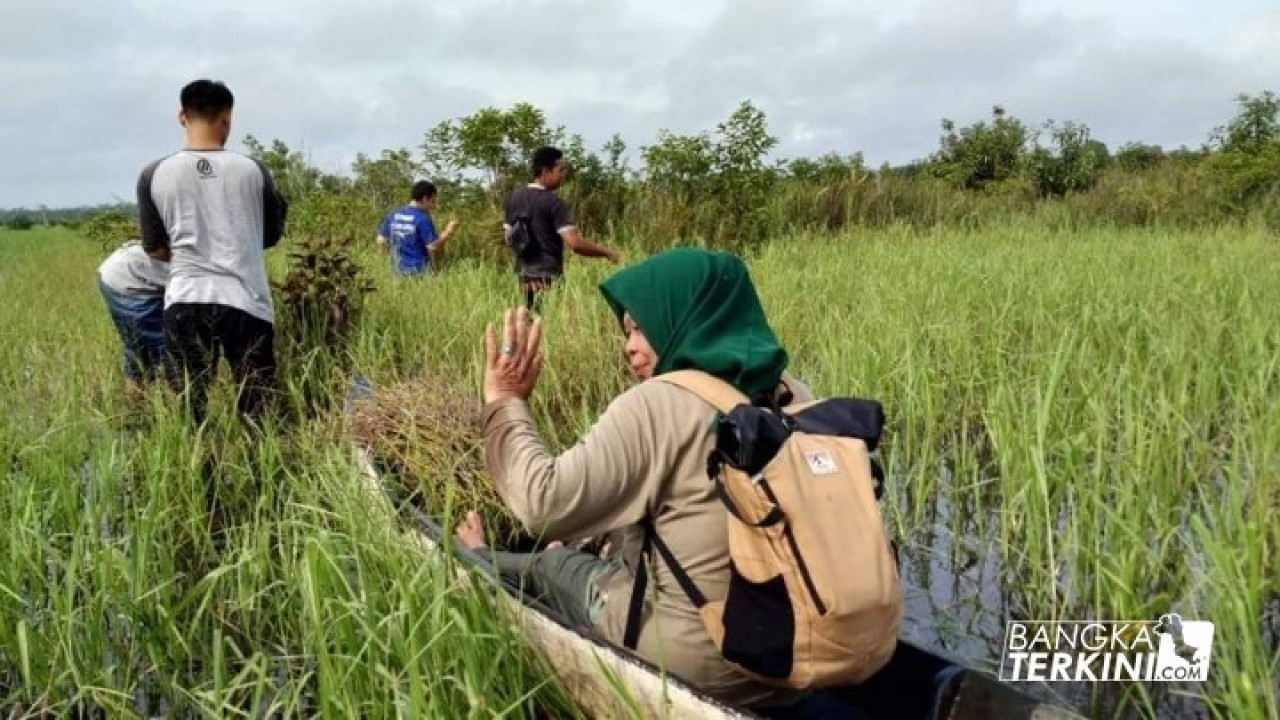 aksi penanaman Anggrek Pensil (Papillionanthe hookeriana), di Sungai Upang Desa Tanah Bawah Kecamatan Puding Besar, Minggu (04/11/2018).