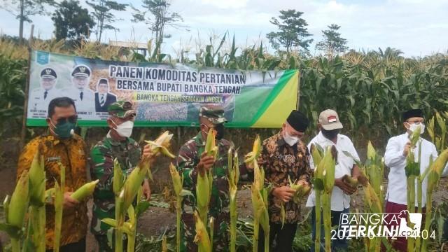 Poktan Karya Gemilang Lubuk Besar Bangka Tengah 'Perdana' Panen Jagung Seluas 4 Hektar
