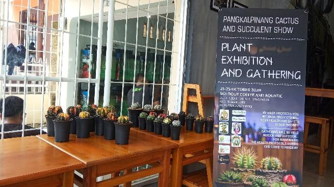 Komunitas Pecinta Kaktus Bangka Belitung (Babel) gelar pameran kaktus dan Suculen bertemakan Plant Exhibition And Gathering, di Soldout Coffee and Aquatic.
